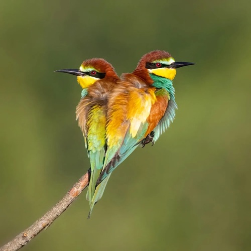 Birdwatching Tours