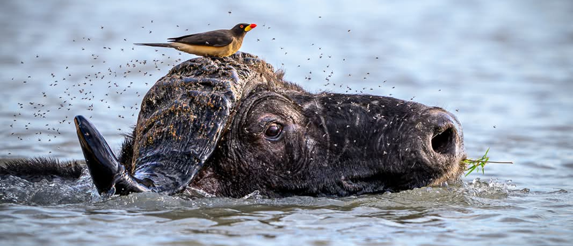 Tanzania wildlife ecosystem