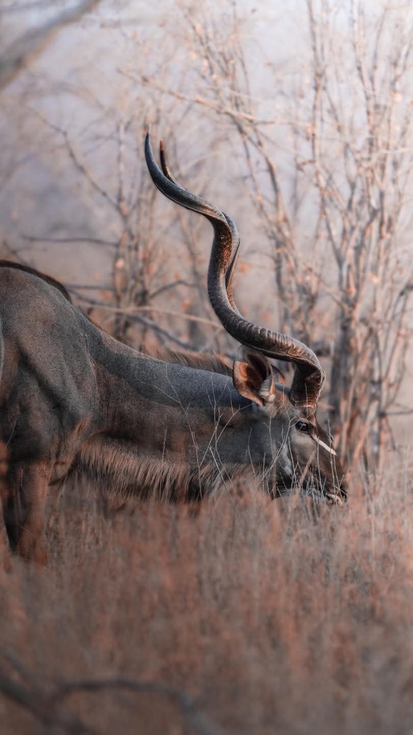 Impala on Tanzania safari