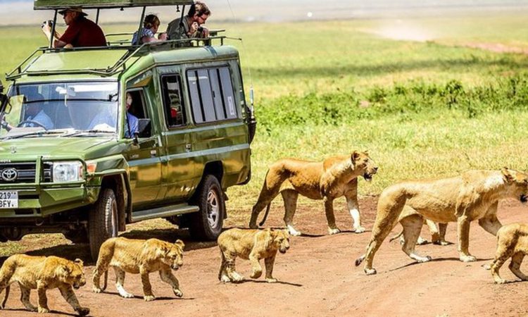 Nyerere National Park