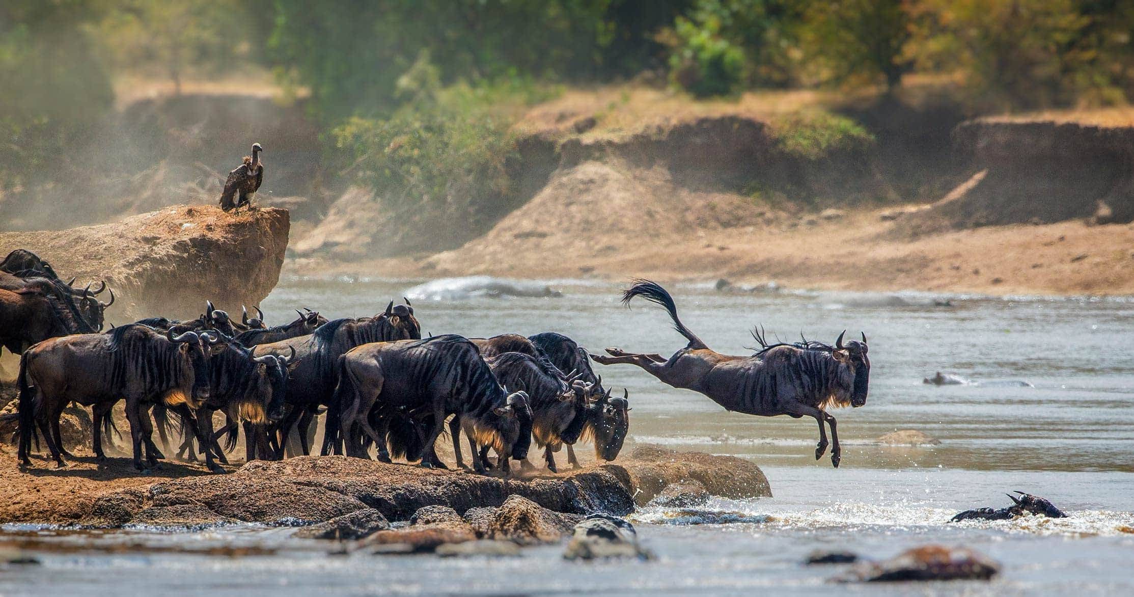 Serengeti safari