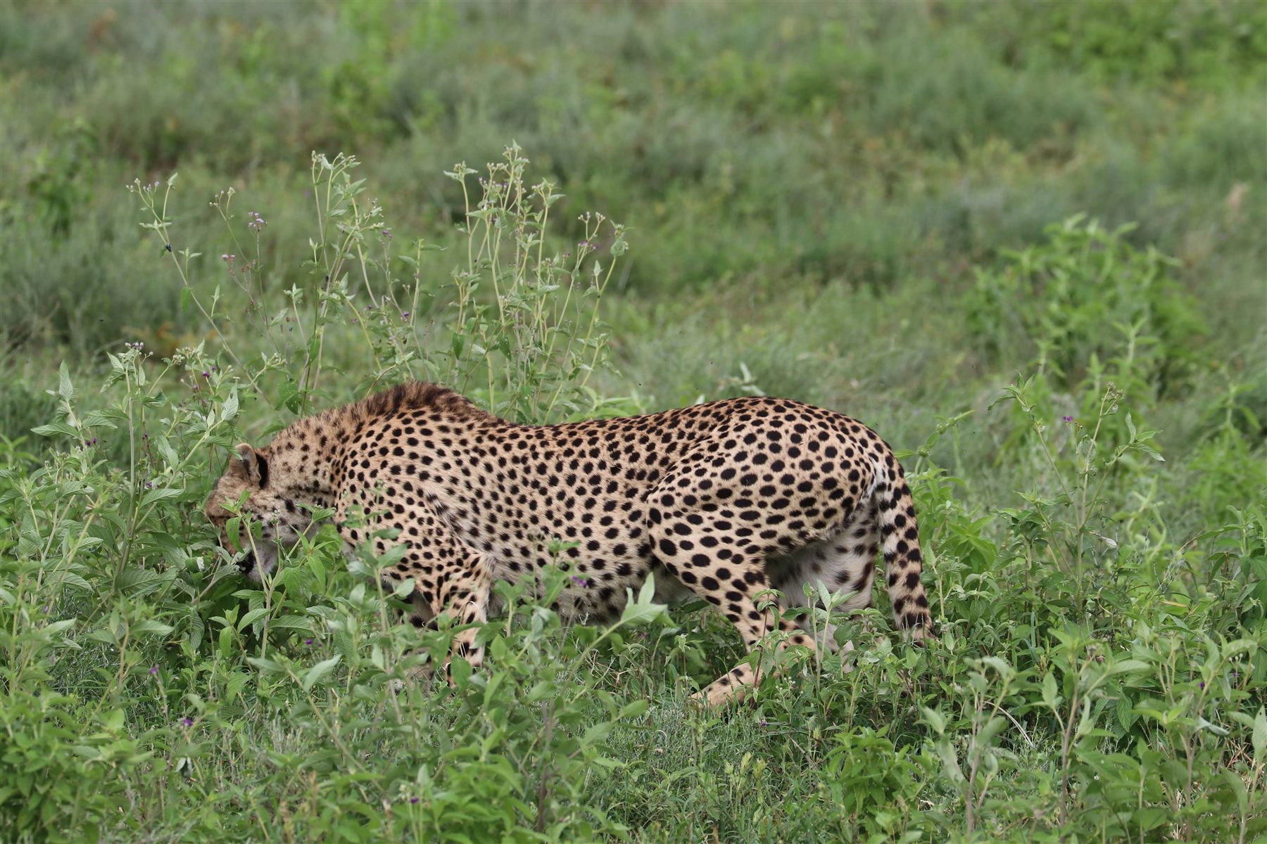 Serengeti