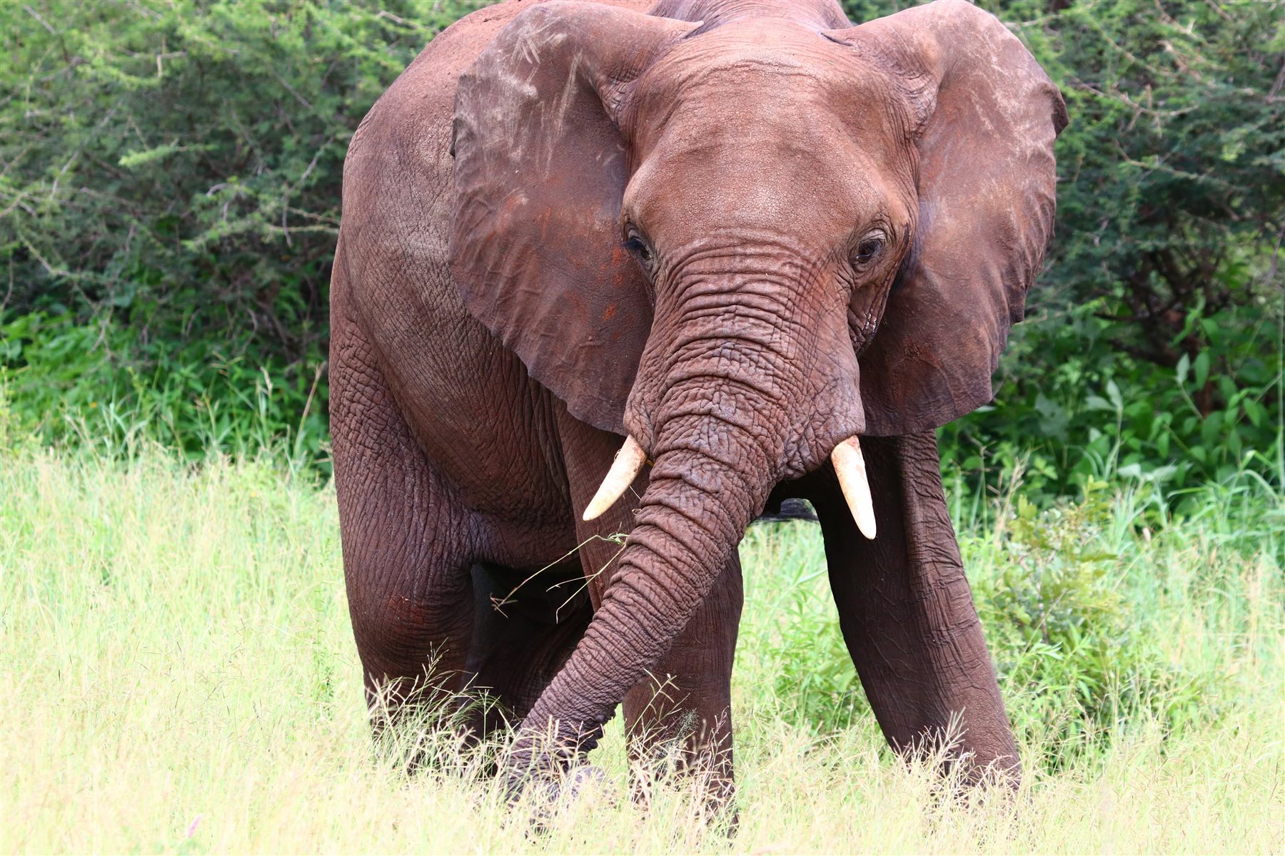 Tarangire Day Safari