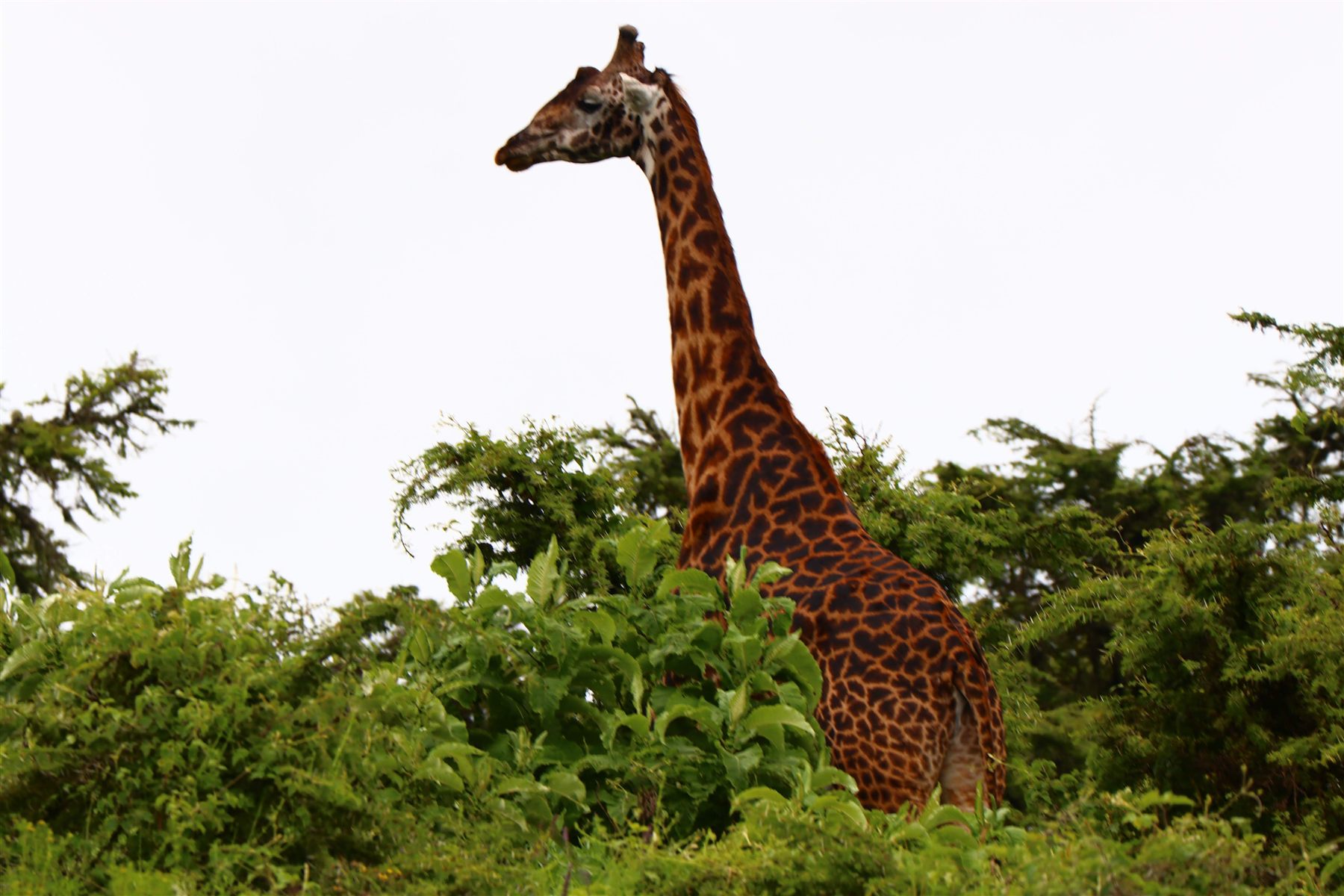 6 Day Family Tanzania Safari
