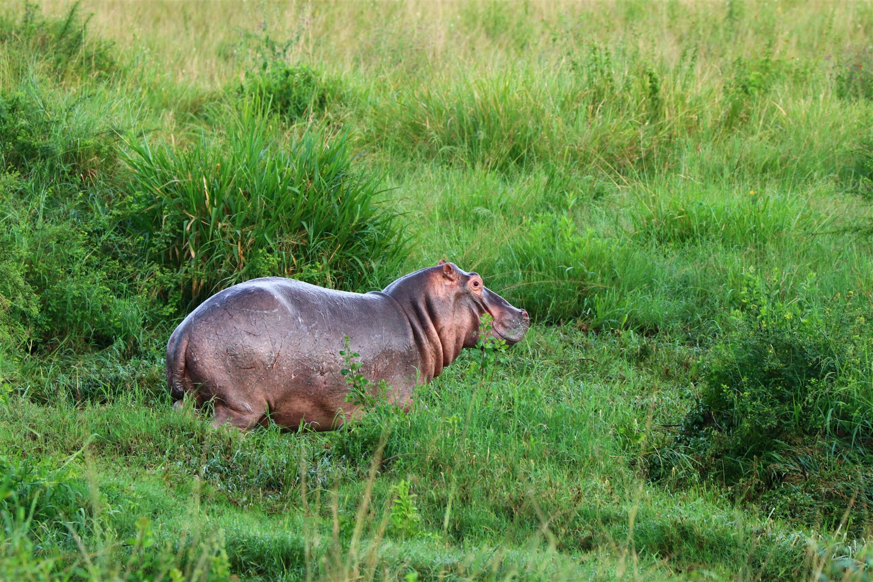 Lake and hippo habitat on northern Tanzania routes