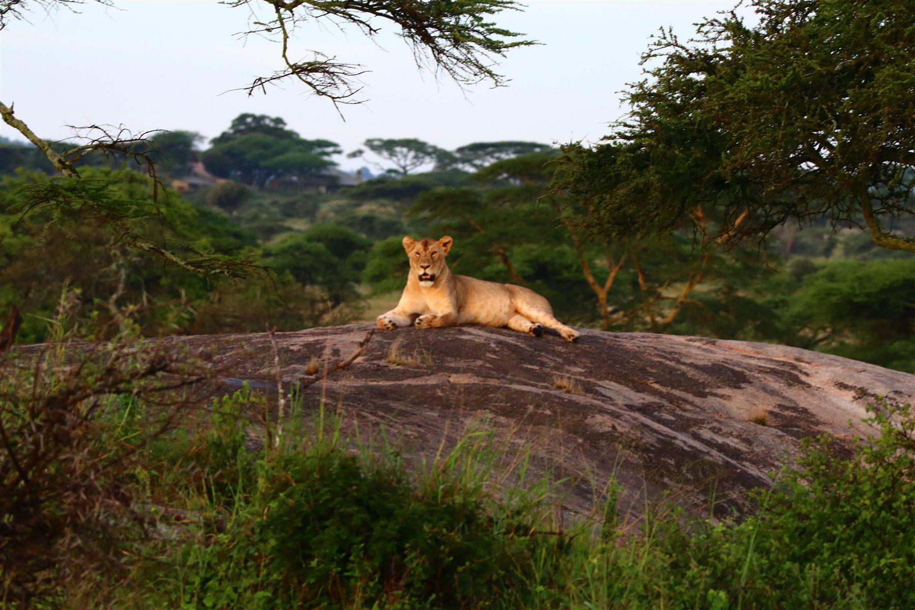 Ngorongoro Crater