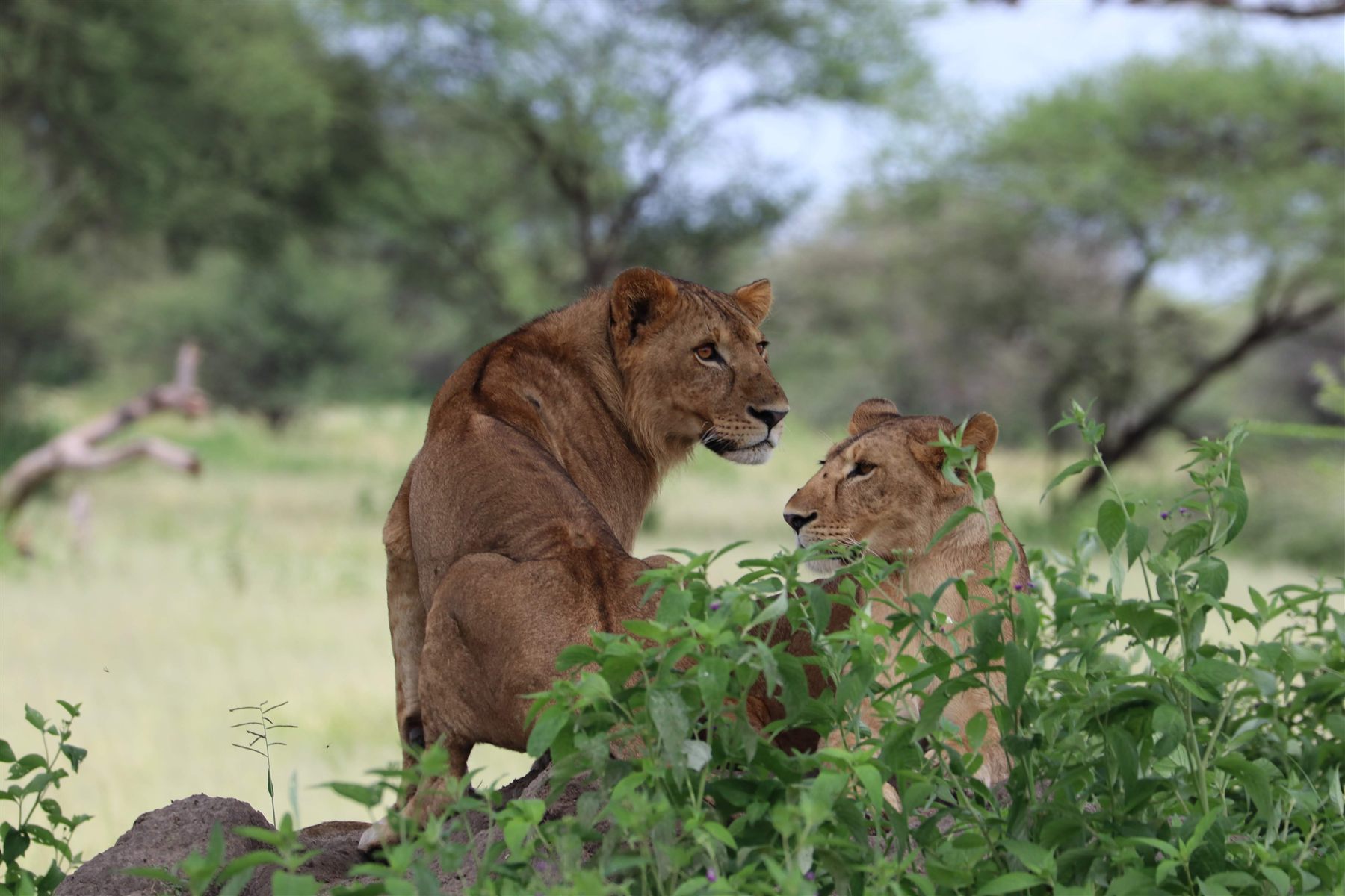 Lions on safari in Tanzania