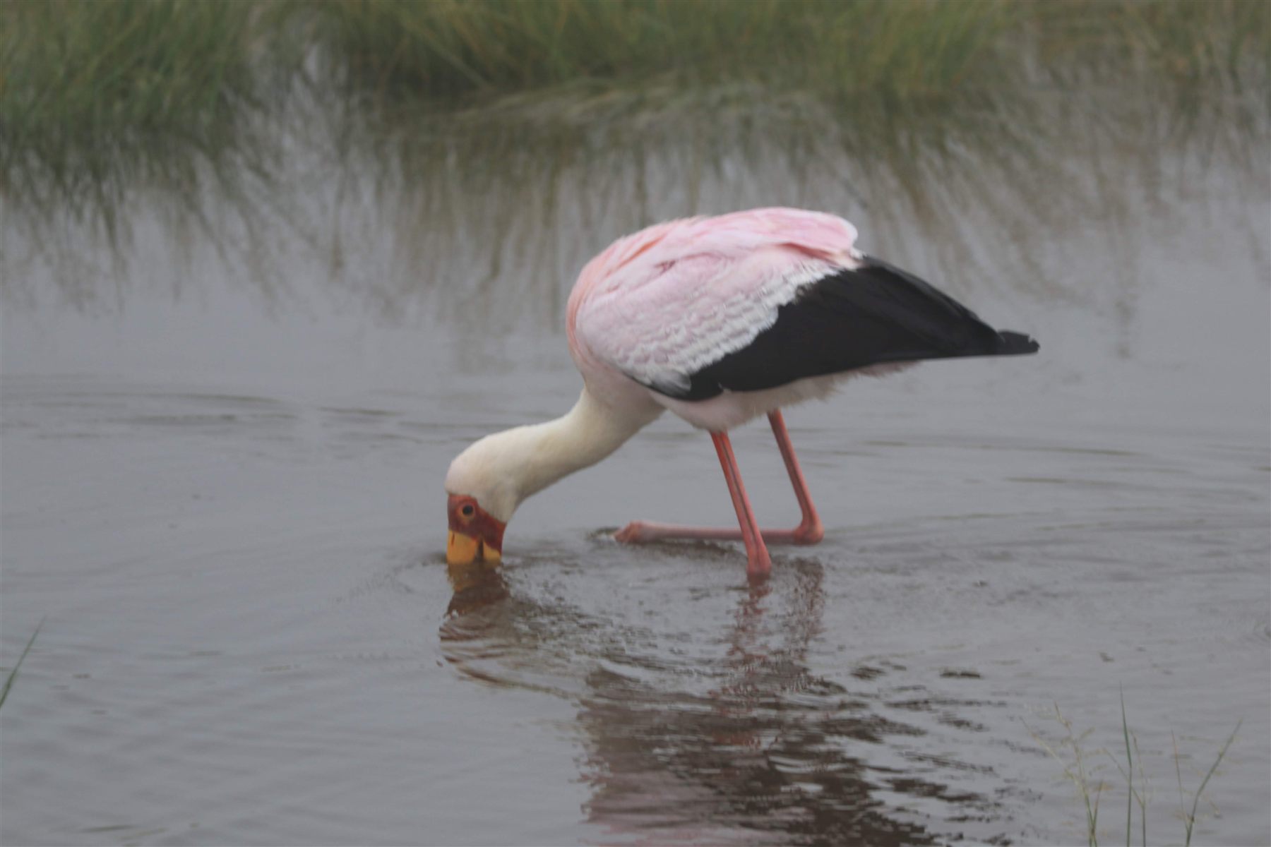 Lake Manyara National Park