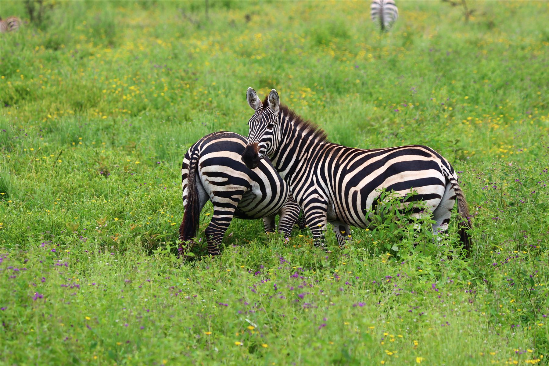 Tanzania Safari Vehicles